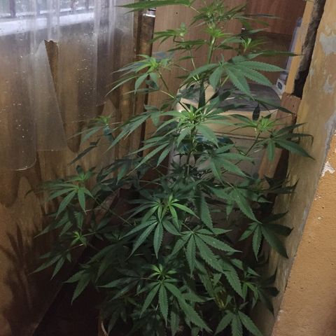 San Fernando vallaey og cush (SRB821) growlog timeline photo
