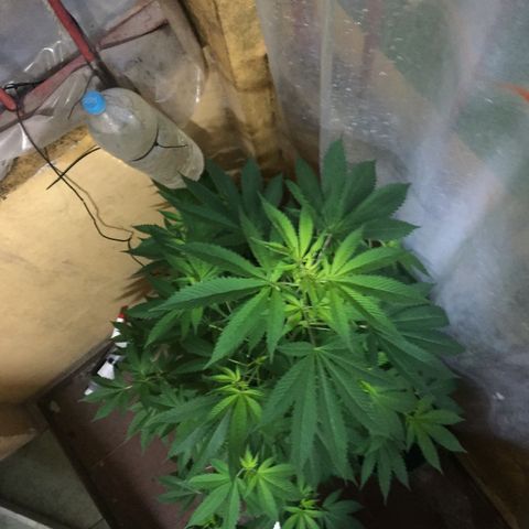 Whidak47[SXL141] growlog timeline photo