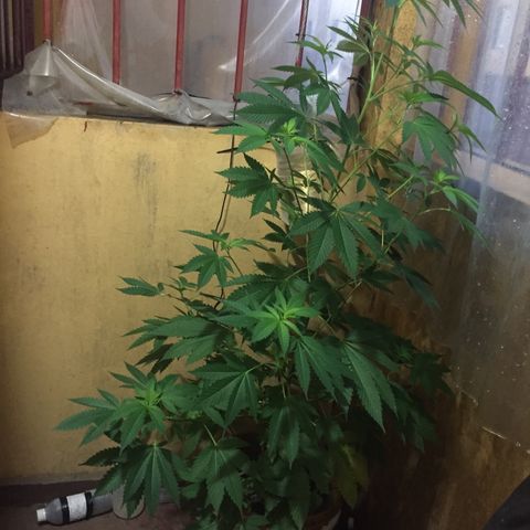 Whidak47[SXL141] growlog timeline photo