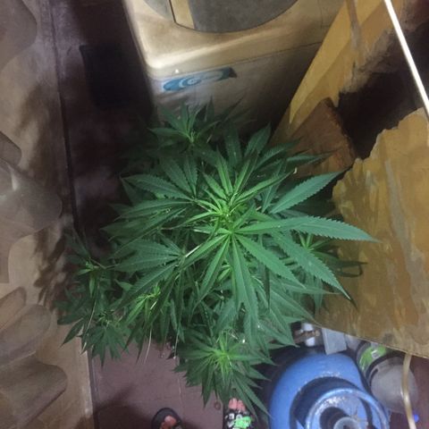 San Fernando vallaey og cush (SRB821) growlog timeline photo