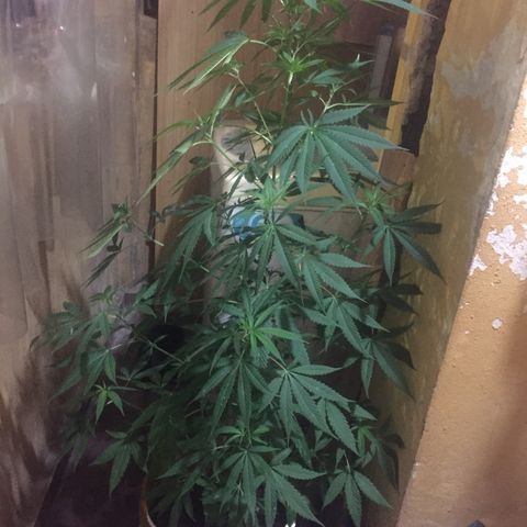 San Fernando vallaey og cush (SRB821) growlog timeline photo