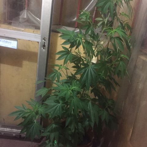 Whidak47[SXL141] growlog timeline photo