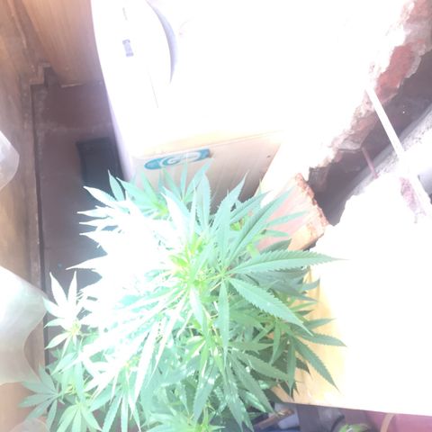 San Fernando vallaey og cush (SRB821) growlog timeline photo