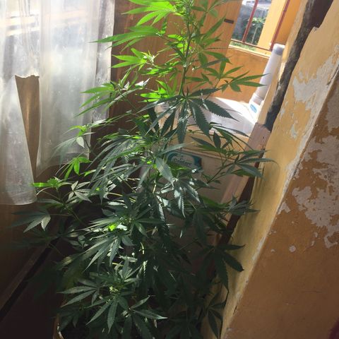San Fernando vallaey og cush (SRB821) growlog timeline photo