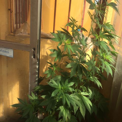 Whidak47[SXL141] growlog timeline photo
