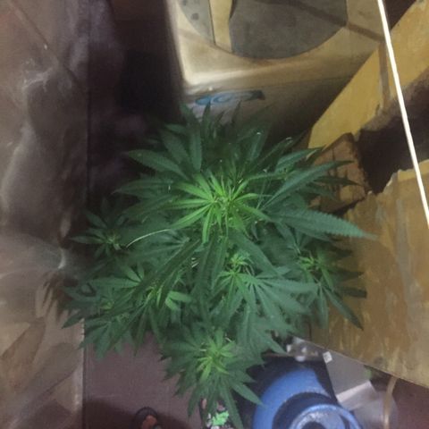 San Fernando vallaey og cush (SRB821) growlog timeline photo