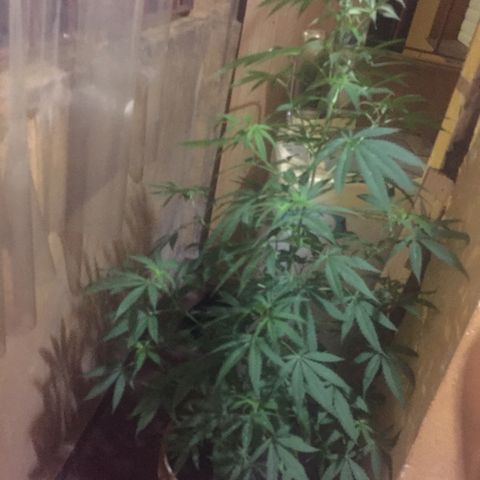 San Fernando vallaey og cush (SRB821) growlog timeline photo