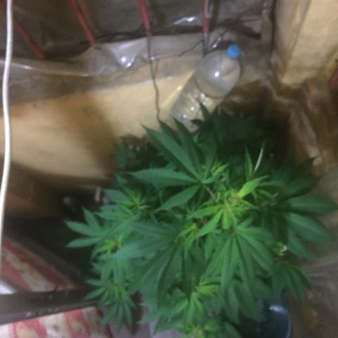 Whidak47[SXL141] growlog timeline photo