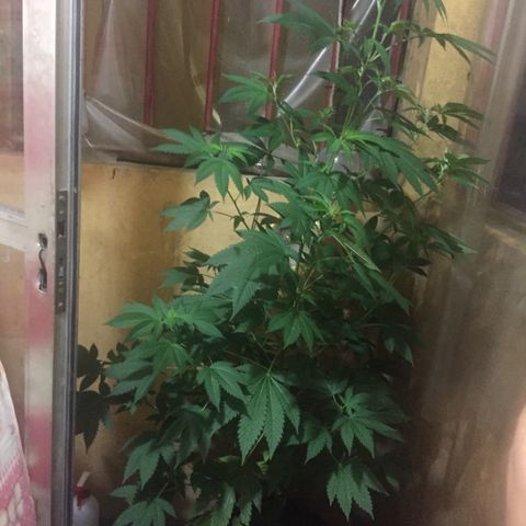 Whidak47[SXL141] growlog timeline photo