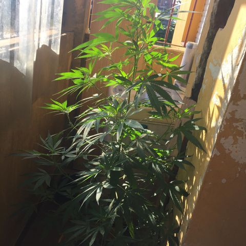 San Fernando vallaey og cush (SRB821) growlog timeline photo
