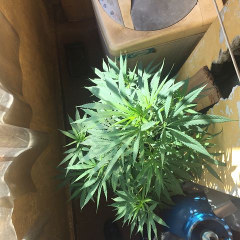 San Fernando vallaey og cush (SRB821) growlog timeline photo