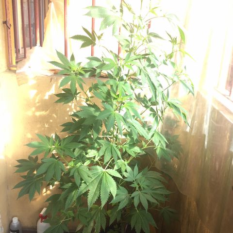 Whidak47[SXL141] growlog timeline photo