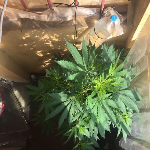 Whidak47[SXL141] growlog timeline photo