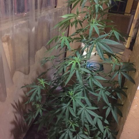 San Fernando vallaey og cush (SRB821) growlog timeline photo