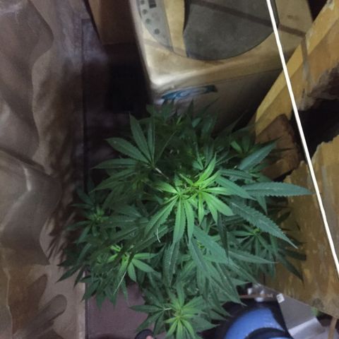 San Fernando vallaey og cush (SRB821) growlog timeline photo