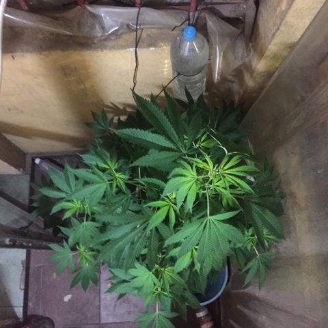 Whidak47[SXL141] growlog timeline photo