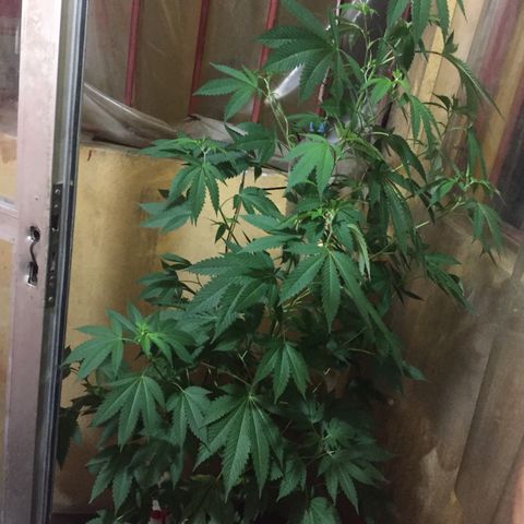 Whidak47[SXL141] growlog timeline photo