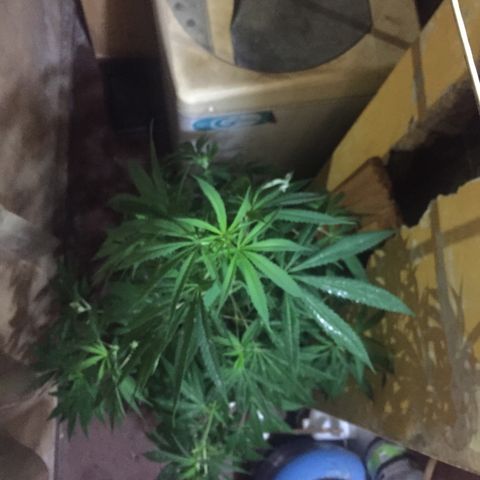San Fernando vallaey og cush (SRB821) growlog timeline photo