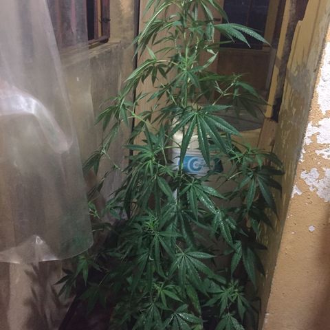 San Fernando vallaey og cush (SRB821) growlog timeline photo