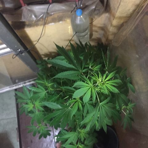Whidak47[SXL141] growlog timeline photo