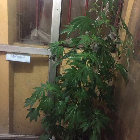 Whidak47[SXL141] growlog timeline photo