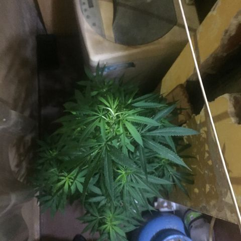 San Fernando vallaey og cush (SRB821) growlog timeline photo