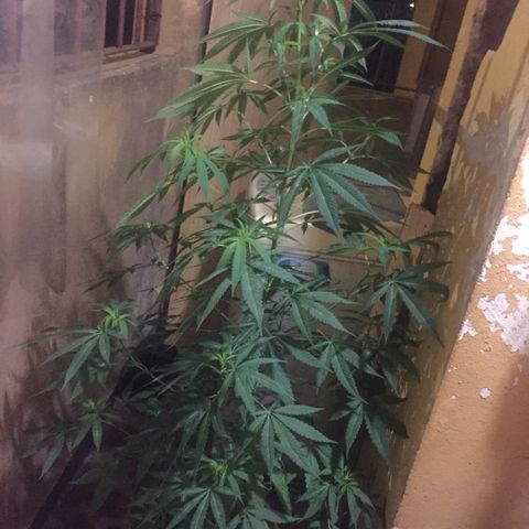 San Fernando vallaey og cush (SRB821) growlog timeline photo