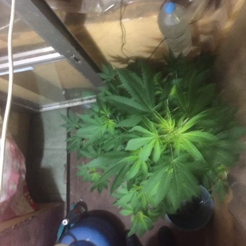 Whidak47[SXL141] growlog timeline photo