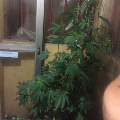 Whidak47[SXL141] growlog timeline photo