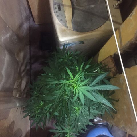 San Fernando vallaey og cush (SRB821) growlog timeline photo