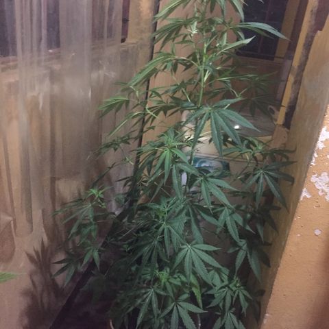 San Fernando vallaey og cush (SRB821) growlog timeline photo