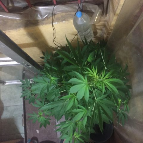 Whidak47[SXL141] growlog timeline photo
