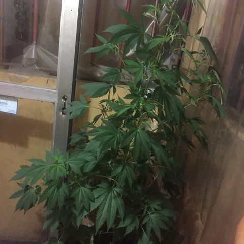 Whidak47[SXL141] growlog timeline photo
