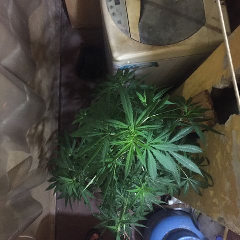 San Fernando vallaey og cush (SRB821) growlog timeline photo