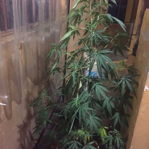 San Fernando vallaey og cush (SRB821) growlog timeline photo