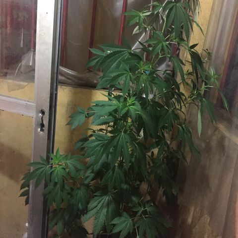 Whidak47[SXL141] growlog timeline photo