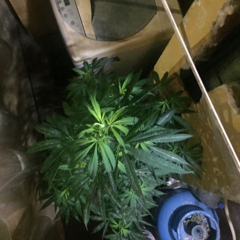 San Fernando vallaey og cush (SRB821) growlog timeline photo