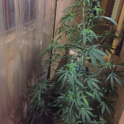 San Fernando vallaey og cush (SRB821) growlog timeline photo