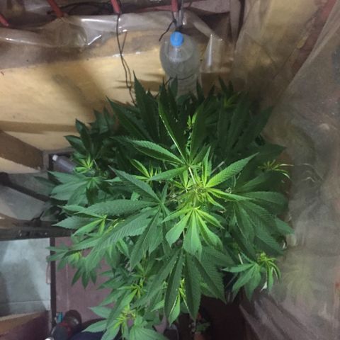 Whidak47[SXL141] growlog timeline photo