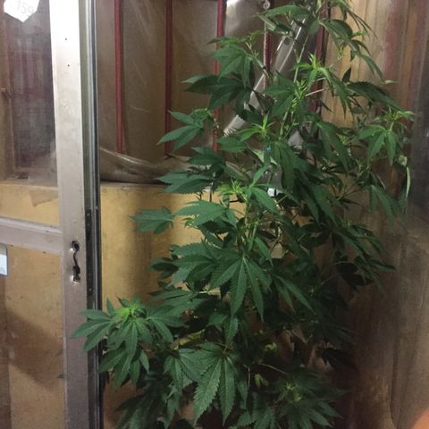 Whidak47[SXL141] growlog timeline photo
