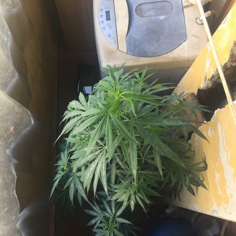 San Fernando vallaey og cush (SRB821) growlog timeline photo