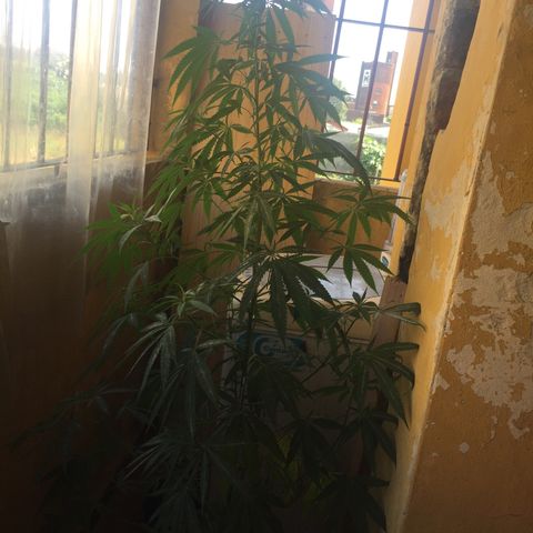 San Fernando vallaey og cush (SRB821) growlog timeline photo