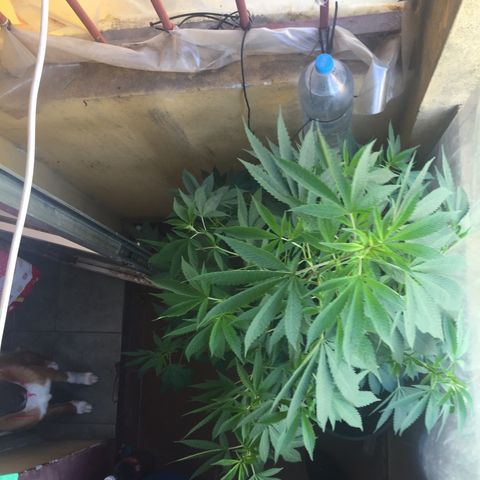 Whidak47[SXL141] growlog timeline photo