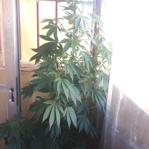 Whidak47[SXL141] growlog timeline photo