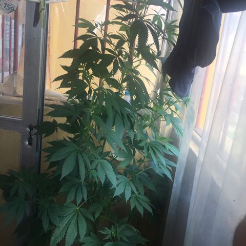 Whidak47[SXL141] growlog timeline photo