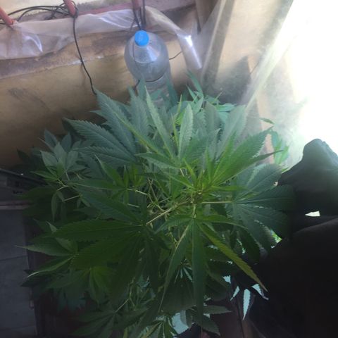 Whidak47[SXL141] growlog timeline photo