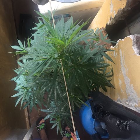 San Fernando vallaey og cush (SRB821) growlog timeline photo