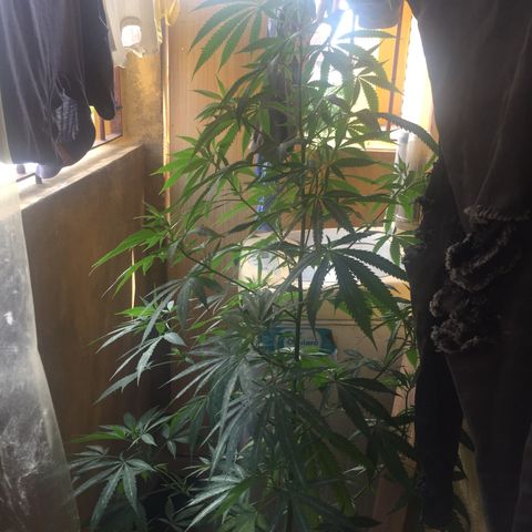 San Fernando vallaey og cush (SRB821) growlog timeline photo