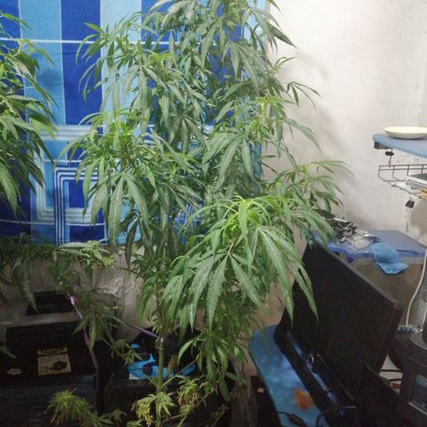 San Fernando vallaey og cush (SRB821) growlog timeline photo
