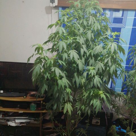 Whidak47[SXL141] growlog timeline photo